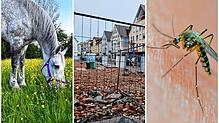 Bild : Das war die Woche im Bodenseekreis