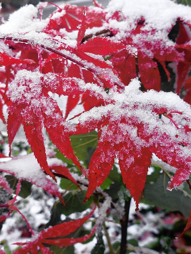 Ahornblätter mit Schneehäubchen in Albbruck.