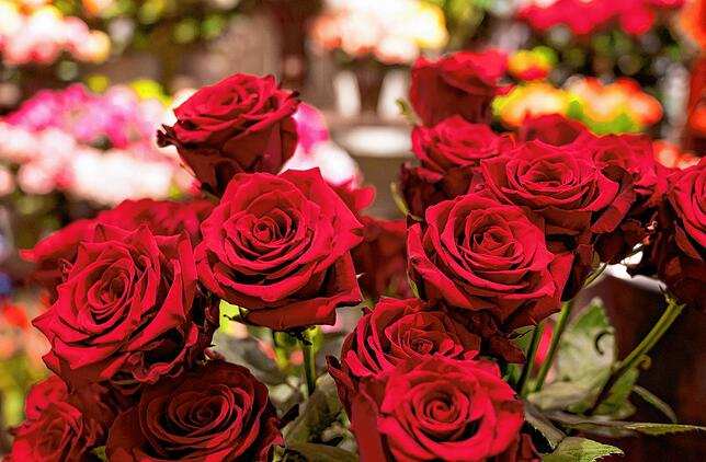 Rote Rosen: Ein klassisches Symbol der Liebe, Anerkennung und Wertschätzung – perfekt für den Weltfrauentag.