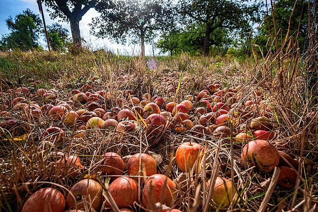 Dutzende herabgefallene, reife Äpfel liegen unter einem nicht abgeernteten Baum auf einer Streuobstwiese. Die Obstpreise sind so gering, ...