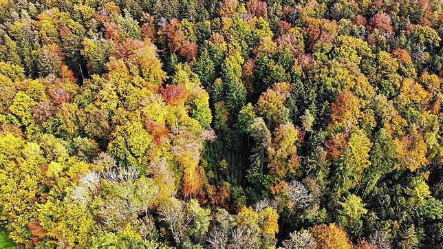 Blick in einen Herbstwald zwischen Hagnau und Stetten.