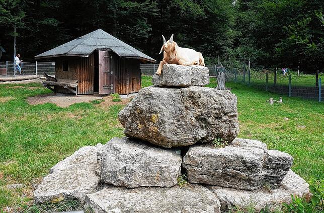 Bild 14: Alle Bilder: 50 Jahre Wildgehege Waldshut &ndash; Teil Eins