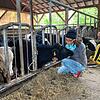 Eine Aktivistin von Animal Pride bei einem Besuch bei den Jungtieren, die inzwischen auf einem Kuhpensionshof leben &ndash; und denen es ...