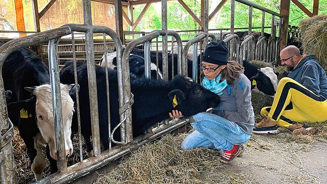 Eine Aktivistin von Animal Pride bei einem Besuch bei den Jungtieren, die inzwischen auf einem Kuhpensionshof leben &ndash; und denen es ...