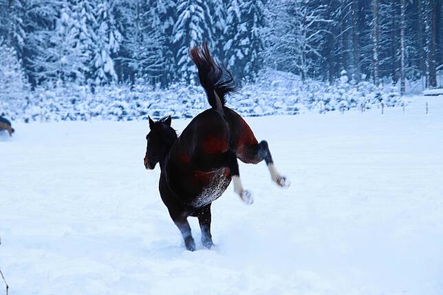 Bild 7: Toben im Tiefschnee: So viel Lebensglück für 50 Pferde in Überlingen-Bambergen