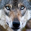 Ein Wolf in einem Gehege im niedersächsischen Springe. Artgenossen von ihm in freier Wildbahn schicken sich an, auch bald in der ...