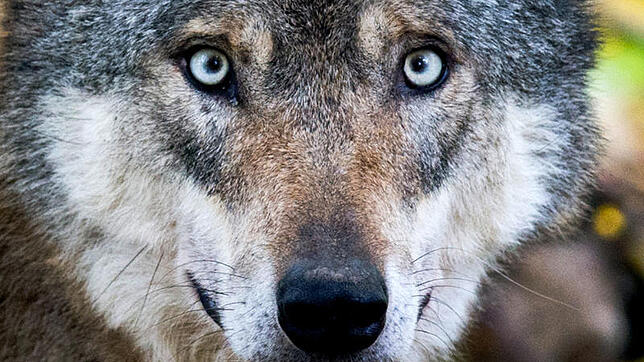 Ein Wolf in einem Gehege im niedersächsischen Springe. Artgenossen von ihm in freier Wildbahn schicken sich an, auch bald in der ...