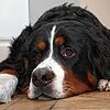 Emma ist traurig, dass sie und ihr Frauchen Carola Paul die Münzgasse verlassen.