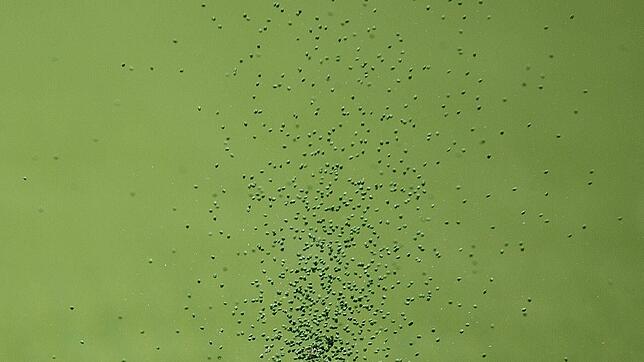 Kunstrasenplätze geben allein in Deutschland 11 000 Tonnen Mikroplastik jährlich ab. Das ist sieben Mal so viel, wie von ...
