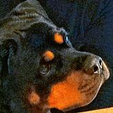 Rottweiler Hündin Tora musste sechs Monate ohne ihre Familie in der Ukraine zurecht kommen.