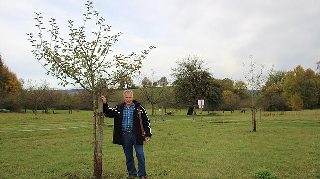 Wilfried Rupp auf der Streuobstwiese seiner Familie nahe Salem. Gemeinsam mit seiner Frau hat er die Bäume gepflanzt, die einmal so groß ...