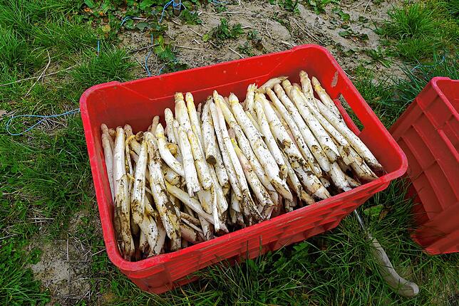 Rund 40 Kilogramm Spargel hat das Team vom Höchsten gestochen. Weniger attraktive Stangen werden geschnitten als Einlage in Spargelsuppe ...