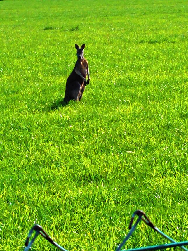 „Skippy“ hoppelt am Dienstagvormittag auf der Gemarkung Buchenberg über eine grüne Wiese.