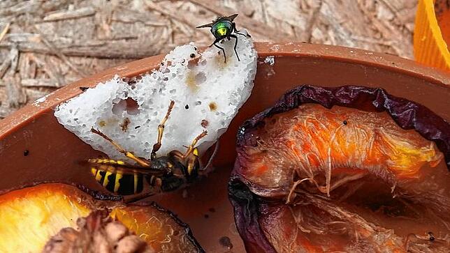 Ablenkfütterung: Obst und sonstige Leckereien in einiger Entfernung zum Gartentisch oder der Hängematte aufgestellt, sorgen für Ruhe vor ...