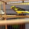 Ein schwarz-gelb gefiederte Kanarienvogel.