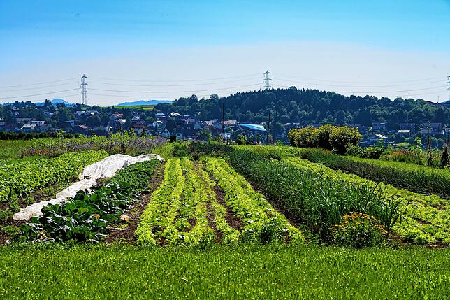 Das feuchte Frühjahr und der Frühsommer haben der Gemüseernte ziemlich zugesetzt. Inzwischen sieht es besser aus.