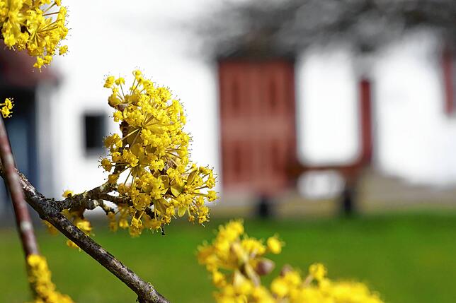 Die Kornelkirsche zählt mit ihrem blassen Gelb zu den Frühblühern und wirkt auf den ersten Blick unscheinbar. Ein prächtig blühender ...