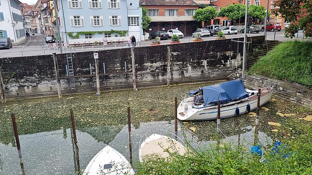 Der Mantelhafen nach dem Unwetter. Einige Polleninseln sind noch übrig – und das Nest der Blässhühner.