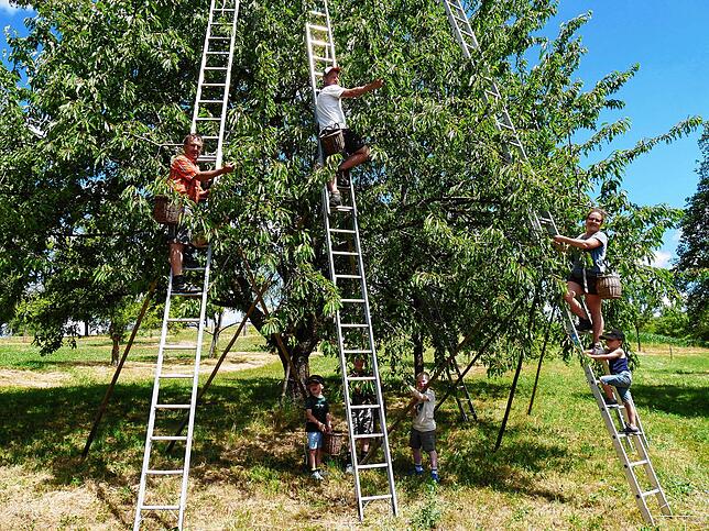 Hoch hinauf heißt es bei der Kirschenernte: Immer zu Sommerbeginn stehen die langen Leitern an den Obstbäumen im Hilzinger Ortsteil ...