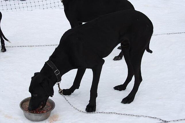Bild 8: Das Internationale Schlittenhunderennen in Todtmoos 2019 in Bildern