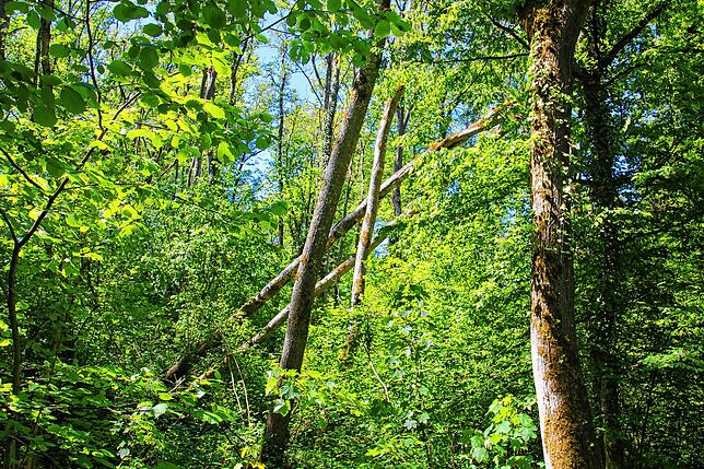 Umgefallene Bäume im Schiedelen-Wald