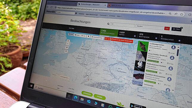 Auf der Internetseite von Inaturalist.org sehe der Projektteilnehmer seine Beobachtungen aufgelistet, seine exakte Artenanzahl und wie ...