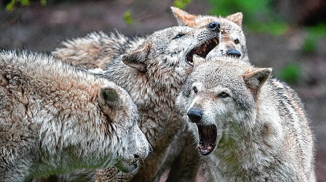 Vier Wölfe spielen im Wildparadies Tripsdrill. Bei Problem-Wölfen soll in Baden-Württemberg ein Abschuss künftig wieder erlaubt sein.