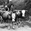 Mit dem Ochsengespann aufs Feld: Das Bild entstand Mitte der 30er-Jahre und zeigt eine Bauernfamilie auf dem Weg zur Ernte. Die Kinder ...