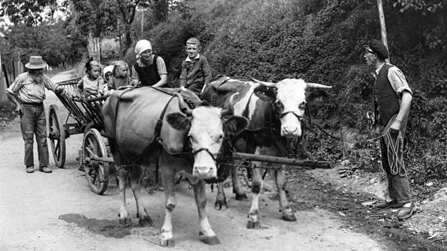 Mit dem Ochsengespann aufs Feld: Das Bild entstand Mitte der 30er-Jahre und zeigt eine Bauernfamilie auf dem Weg zur Ernte. Die Kinder ...