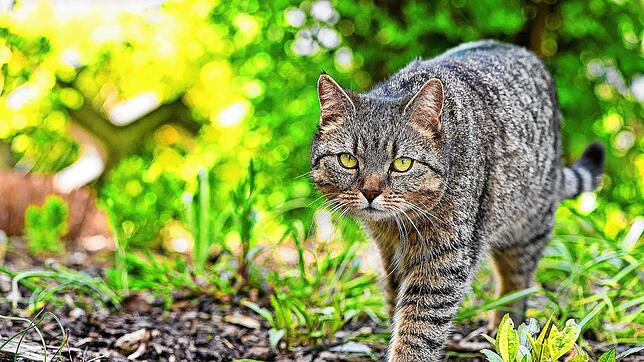 Katzen sind liebenswerte Tiere. Vermehren sie sich allerdings unkontrolliert, dann werden sie zum Problem. Foto: Franziska Gabbert/dpa