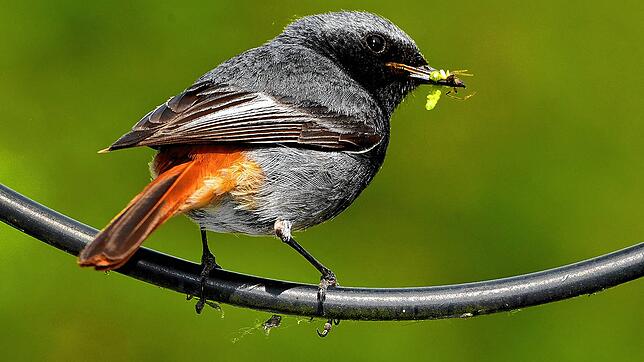 Der Hausrotschwanz ist in der Regel einer der ersten Zugvögel, die im Frühjahr in die Region zurückkehren.