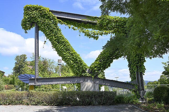 Das grüne V als Siegeszeichen? Bald hat der wilde Wein das letzte Stück Eisen von der alten Eisenbahnbrücke verdeckt.