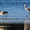 Rosaflamingos am Klingnauer Stausee, fotografiert am 11. September 2025. Seit dem 5. September 2025 halten sich 20 Rosaflamingos am ...