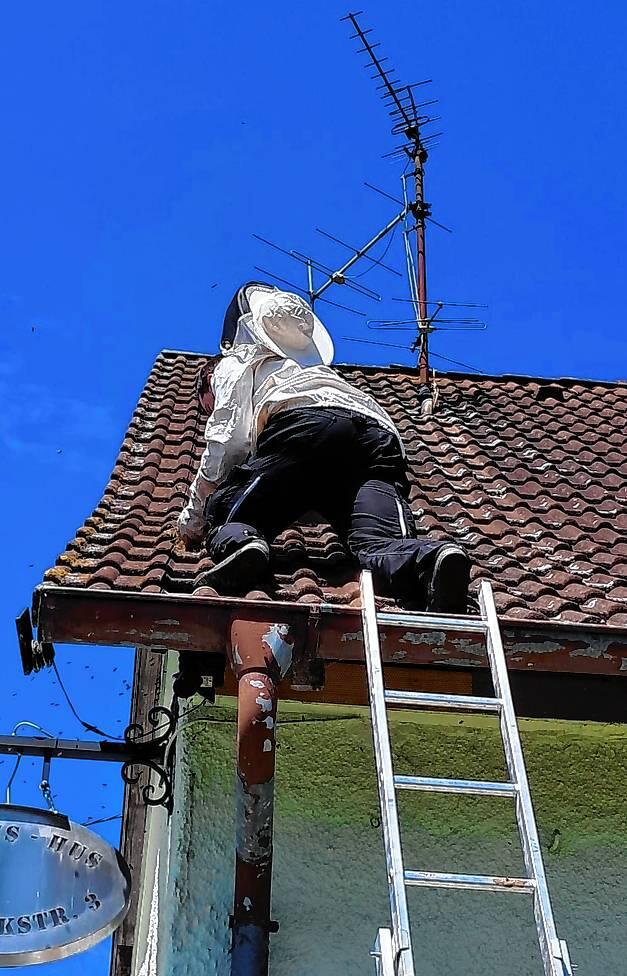 Lukas Albert entfernt ein Wespennest unter einer Holzvertäfelung.