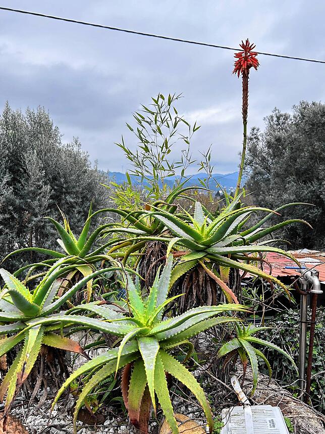 Der üppige Garten begeistert die Villingerin.