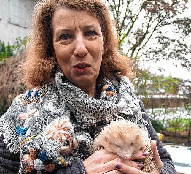 Manuela Martin betreut seit vier Jahren kranke und verletzte Igel, mittlerweile bei sich zu Hause in Eigeltingen. Hier hält sie eine ...