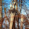 Ein Storchenpaar im Waldhorst zwischen Mühlhofen und Grasbeuren. Diese Nester sind in dieser Art in unserer Region recht selten.