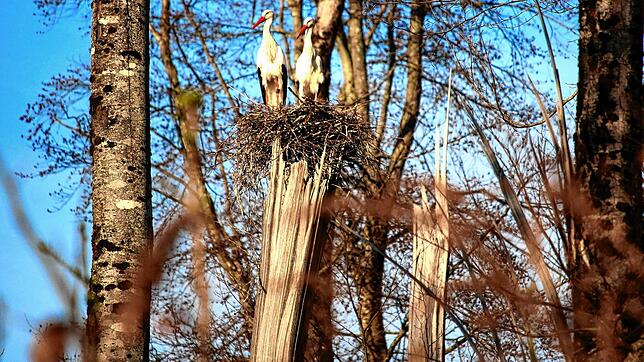 Ein Storchenpaar im Waldhorst zwischen Mühlhofen und Grasbeuren. Diese Nester sind in dieser Art in unserer Region recht selten.