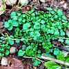 Das Gartenschaumkraut fühlt sich an halblichten, leicht feuchten Standorten mit lehm-tonigem Boden wohl und kann bis zu 30 Zentimeter ...