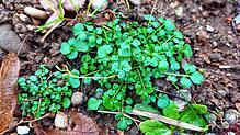 Das Gartenschaumkraut fühlt sich an halblichten, leicht feuchten Standorten mit lehm-tonigem Boden wohl und kann bis zu 30 Zentimeter ...