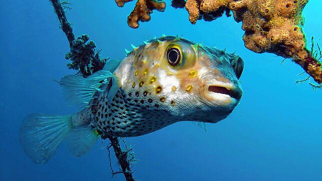 Diesen scheuen Igelfisch bekam Klaus Kramer im Bereich eines künstlichen Riffs im Roten Meer vor die Kamera. Er kann mit seinem Gebiss ...
