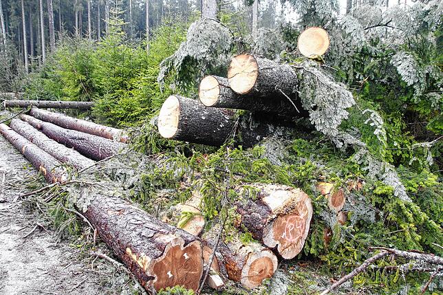 Bild 29: Bilder-Story: Rundgang im von den Sturmtiefs Sabine, Bianca und Diana beschädigten VS-Wald