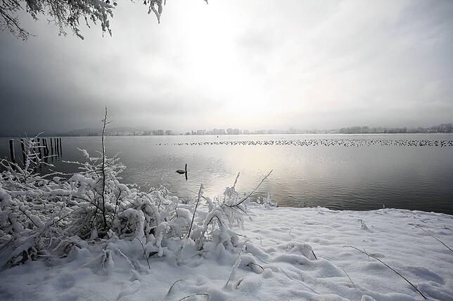 Bild 6: Schöne Seiten des Schnees: Bilder vom Winterwunderland Hegau, Radolfzell, Höri und Raum Stockach
