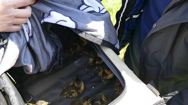 In einer Hunde-Tragetasche werden die jungen Entchen von der Straße weggebracht. Ihre Mutter wurde auf der B&nbsp;316 totgefahren.