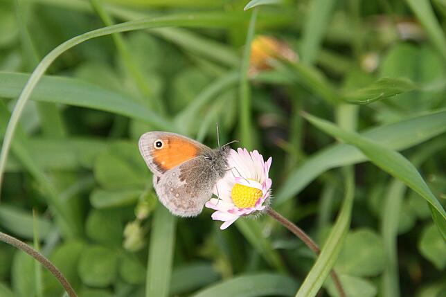 Schmetterlinge wie dieses große Ochsenauge profitieren von naturnaher Gartengestaltung.