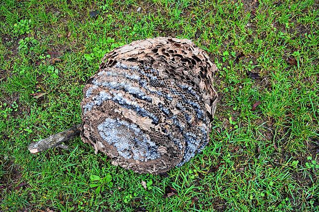 Eine Höhe von rund einem Meter kann das Nest einer Asiatischen Hornisse erreichen – bei diesem entfernten Nest sind die abgestorbenen ...