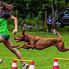 Es geht nicht nur um die Zeit. Mensch und Hund müssen auch immer auf gleicher Höhe sein. Lilien Hauser und Pheline bei einem Turnier des ...