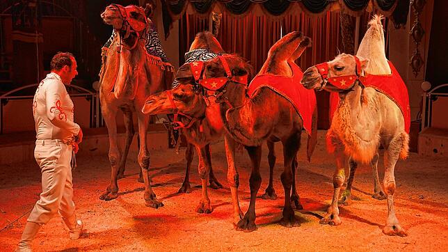 Kamele und Dromedare gehören zum Programm des Circus Alessio. Er gastiert auf der Donaueschinger Gerbewies