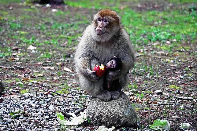 Auch wenn es das Baby neugierig einen Blick auf den Apfel wirft: Es trinkt aktuell ausschließlich Muttermilch. Für die Mutter ist der ...