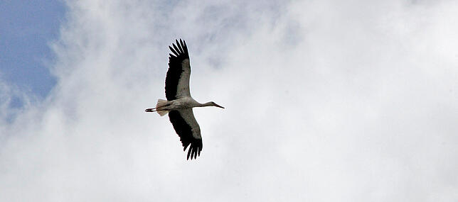 Elegant und mühelos gleitet dieser Storch durch die Luft.